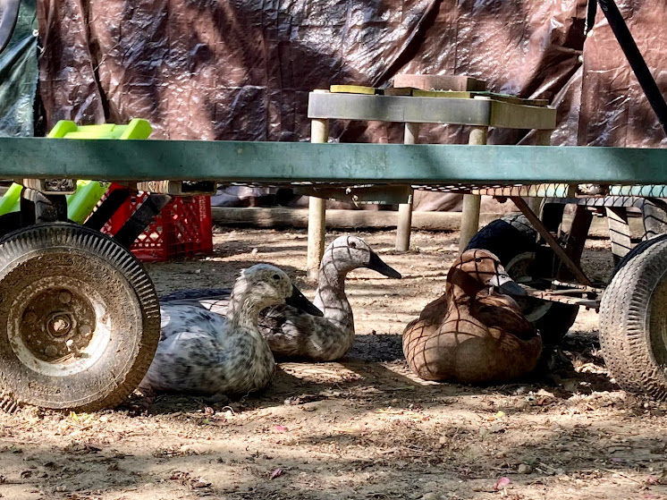 Some Poultry Are Red, Some Are Blue, But Let's Not Forget, They Can Be Barred Too! 37.jpg