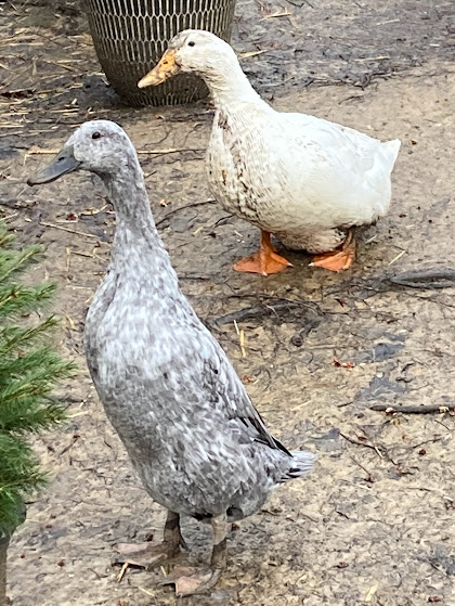 Some Poultry Are Red, Some Are Blue, But Let's Not Forget, They Can Be Barred Too! 38.jpg