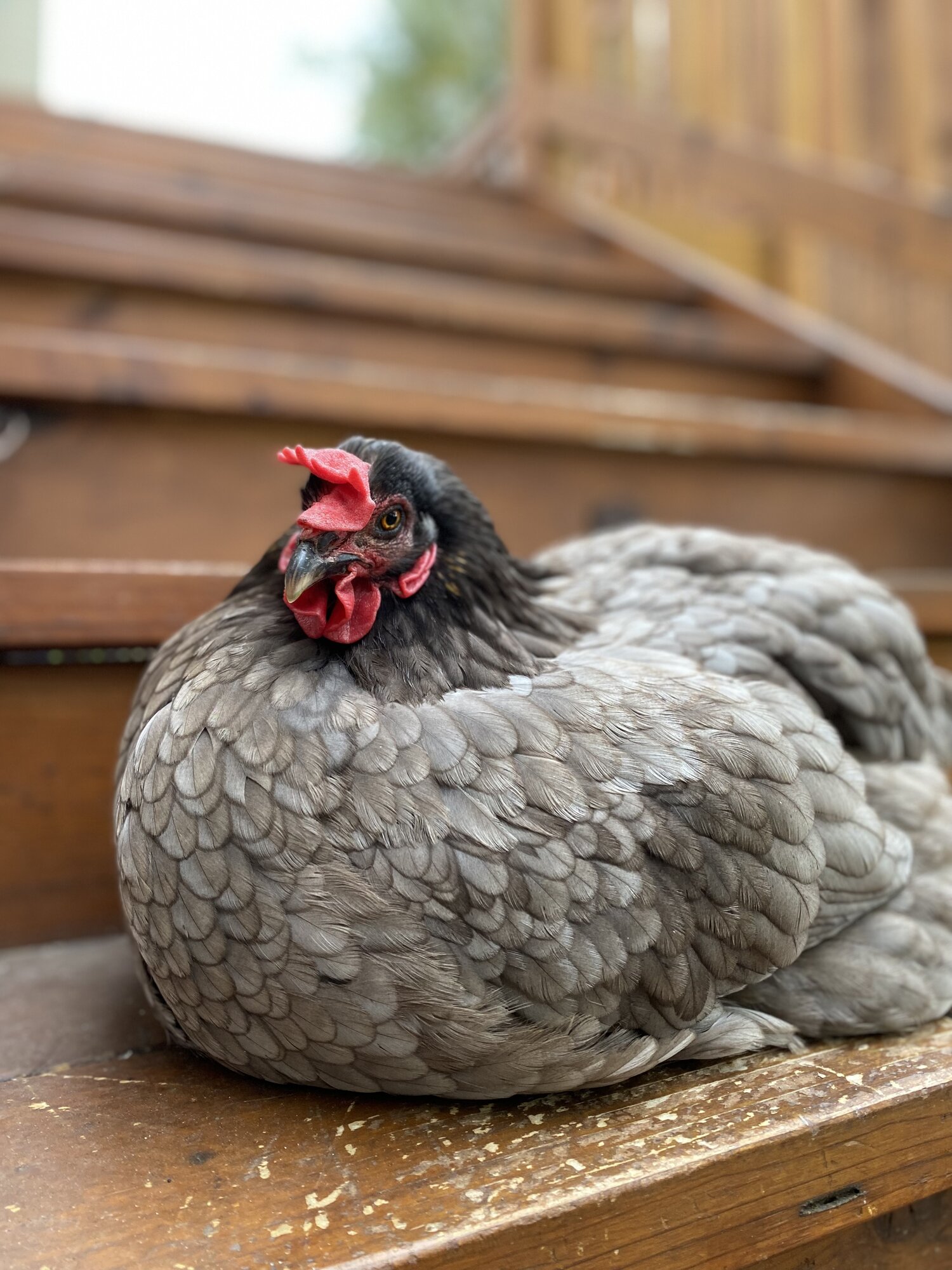Some Poultry Are Red, Some Are Blue, But Let's Not Forget, They Can Be Barred Too! 4.jpg