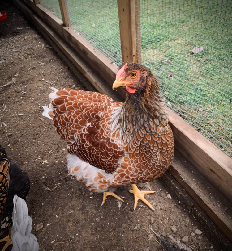 Some Poultry Are Red, Some Are Blue, But Let's Not Forget, They Can Be Barred Too! 40.jpg