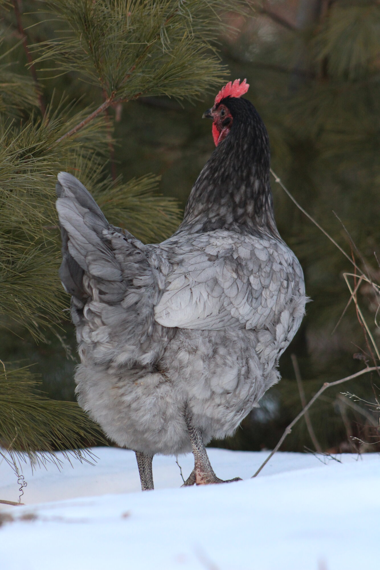Some Poultry Are Red, Some Are Blue, But Let's Not Forget, They Can Be Barred Too! 41.jpg