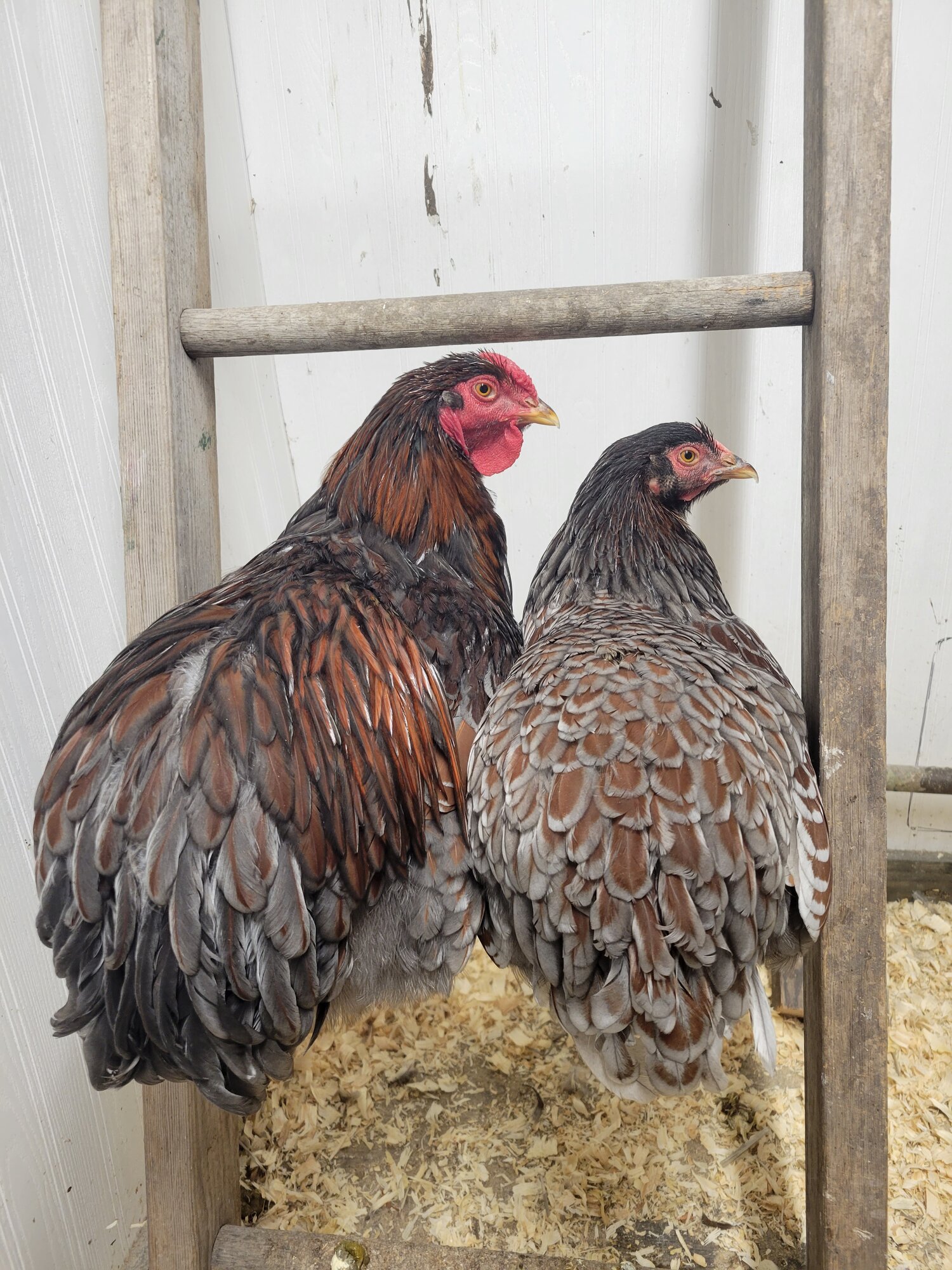 Some Poultry Are Red, Some Are Blue, But Let's Not Forget, They Can Be Barred Too! 43.jpg