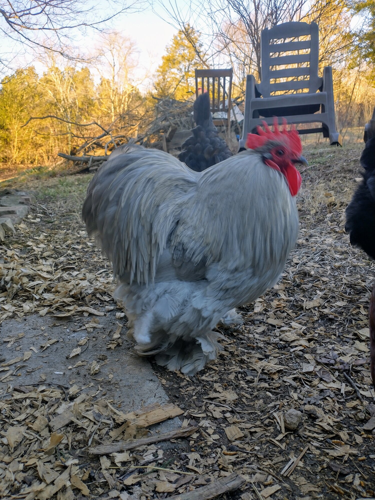 Some Poultry Are Red, Some Are Blue, But Let's Not Forget, They Can Be Barred Too! 45.jpg