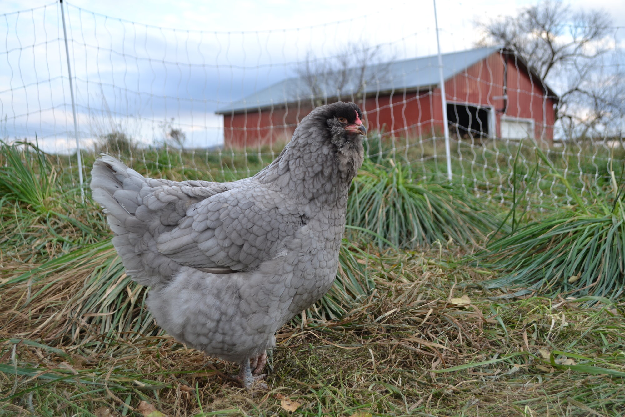Some Poultry Are Red, Some Are Blue, But Let's Not Forget, They Can Be Barred Too! 46.jpg