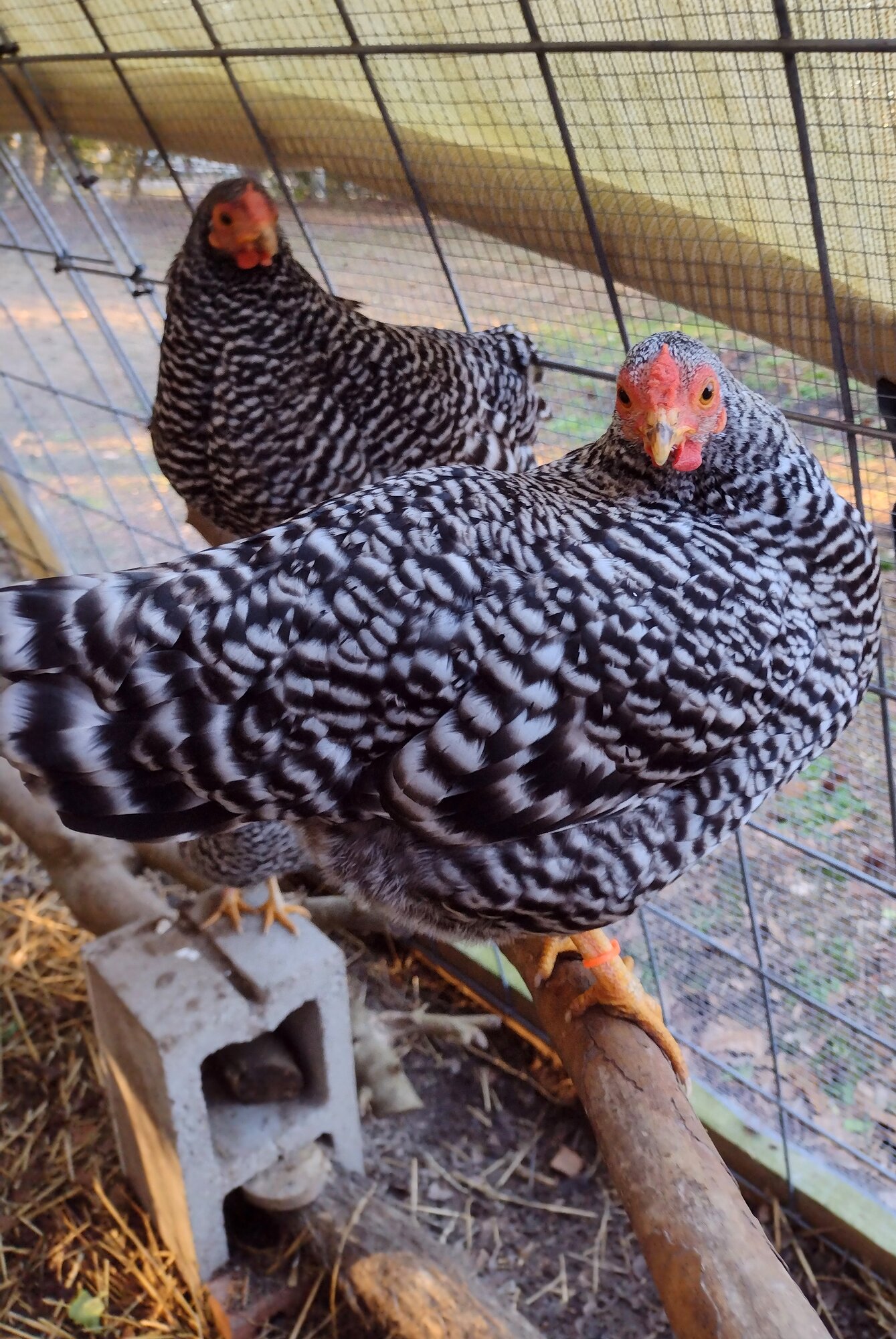 Some Poultry Are Red, Some Are Blue, But Let's Not Forget, They Can Be Barred Too! 47.jpg
