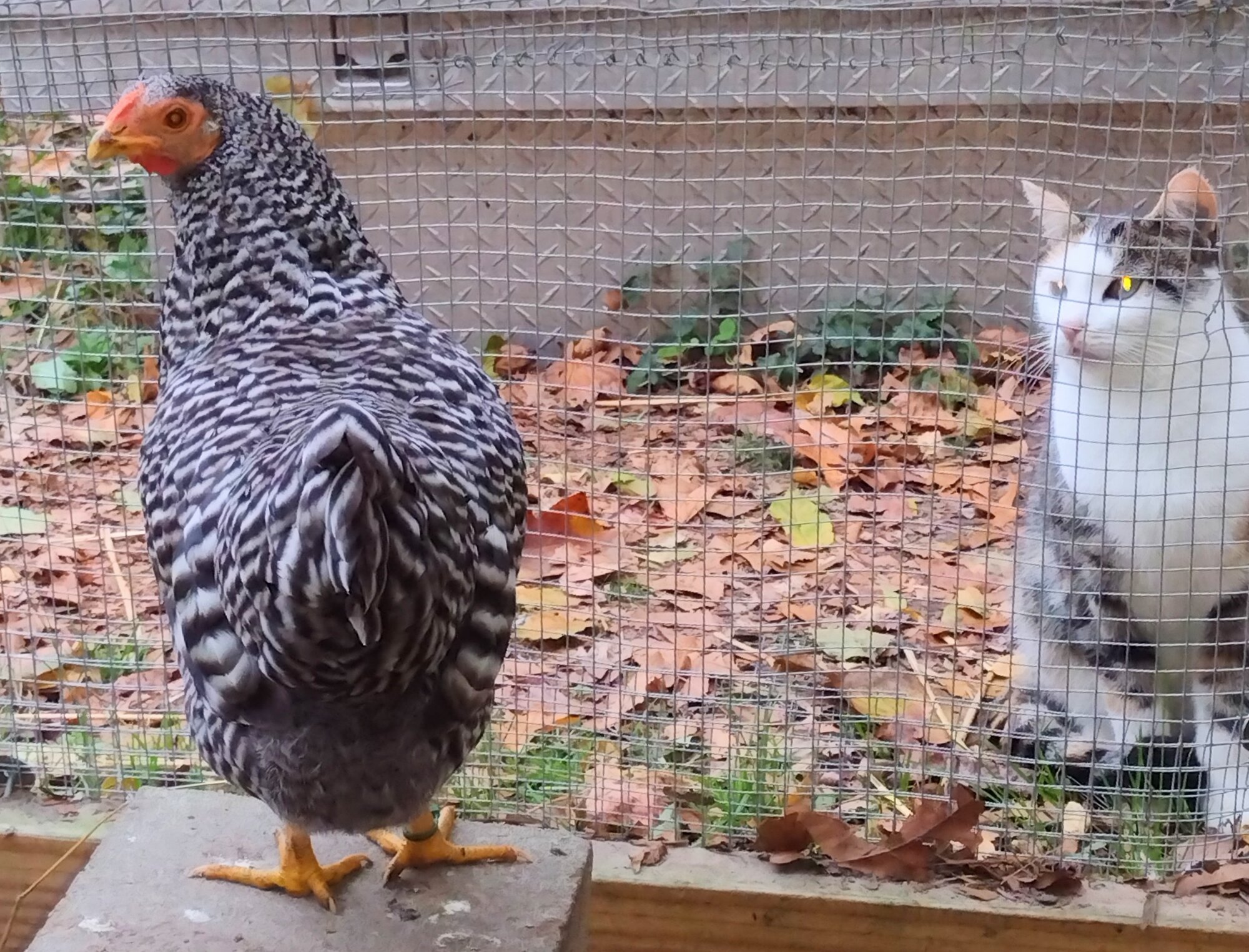 Some Poultry Are Red, Some Are Blue, But Let's Not Forget, They Can Be Barred Too! 48.jpg