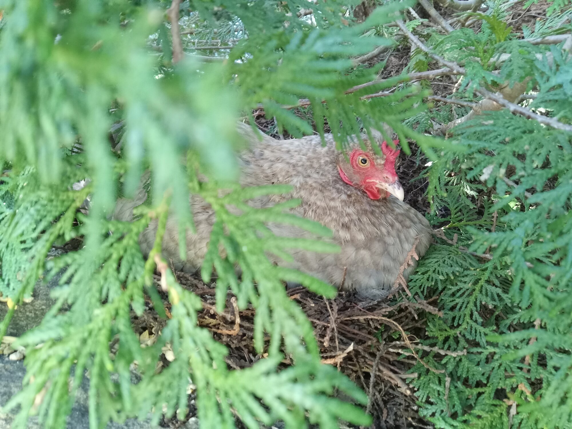 Some Poultry Are Red, Some Are Blue, But Let's Not Forget, They Can Be Barred Too! 49.jpg