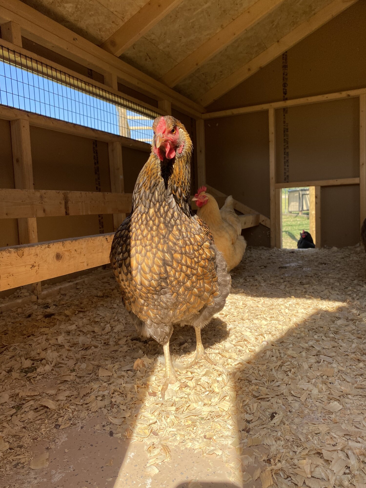 Some Poultry Are Red, Some Are Blue, But Let's Not Forget, They Can Be Barred Too! 5.jpg