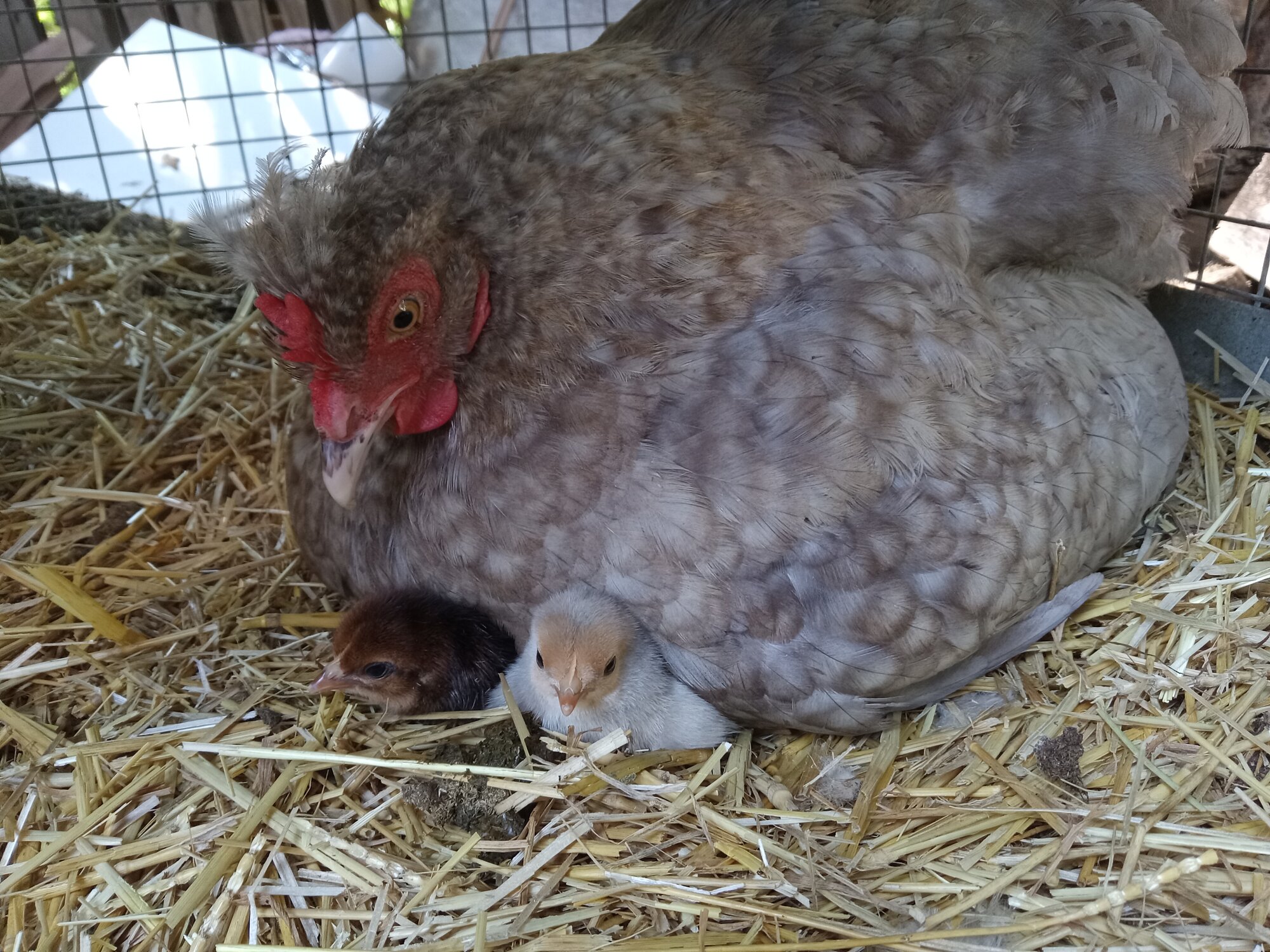 Some Poultry Are Red, Some Are Blue, But Let's Not Forget, They Can Be Barred Too! 50.jpg