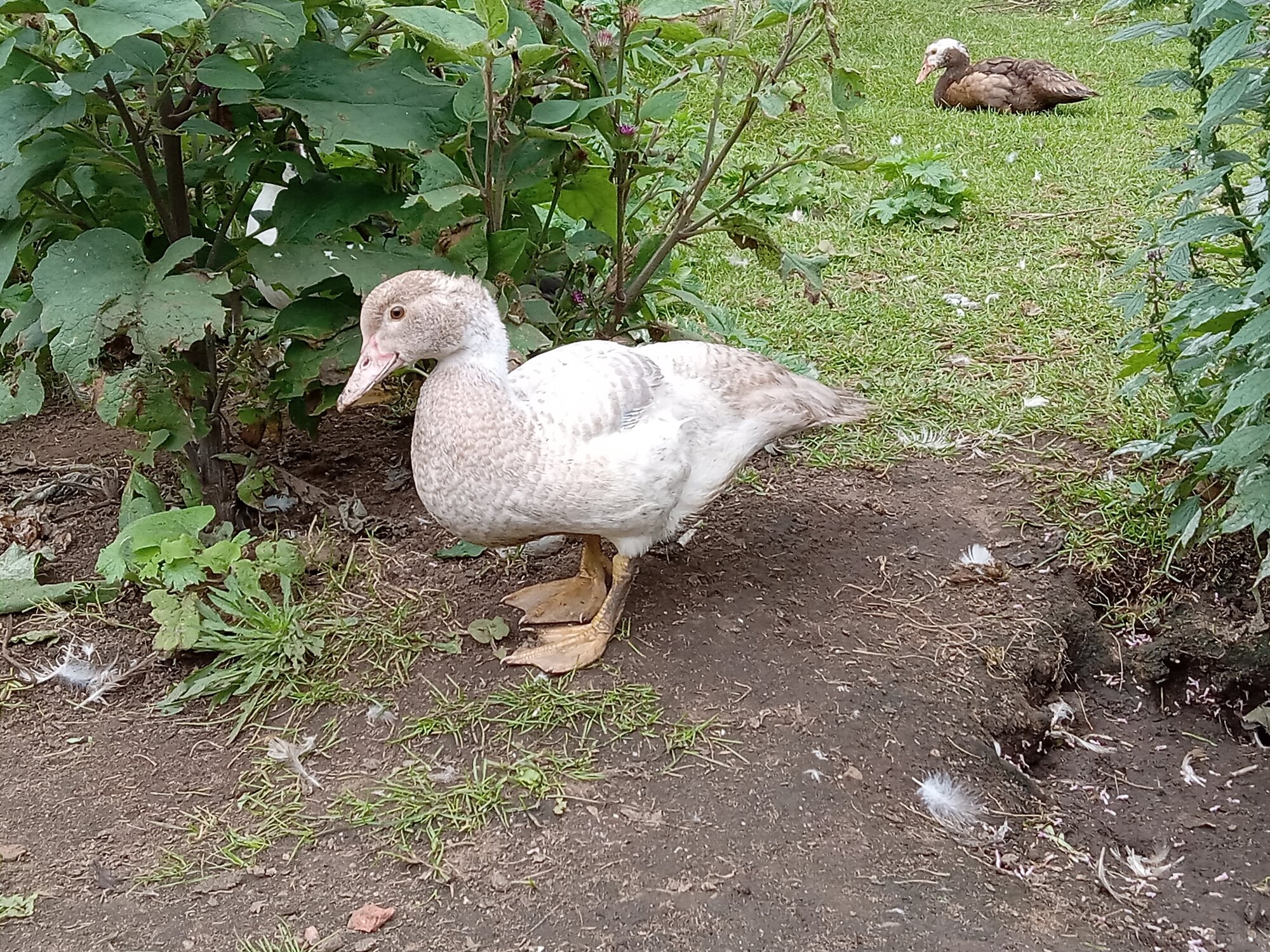 Some Poultry Are Red, Some Are Blue, But Let's Not Forget, They Can Be Barred Too! 51.jpg