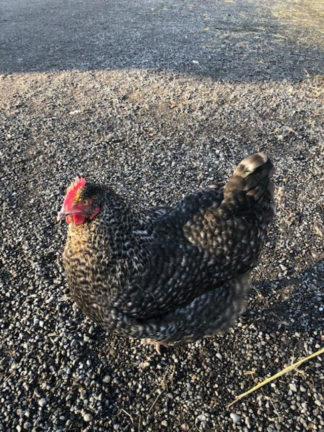 Some Poultry Are Red, Some Are Blue, But Let's Not Forget, They Can Be Barred Too! 54.png