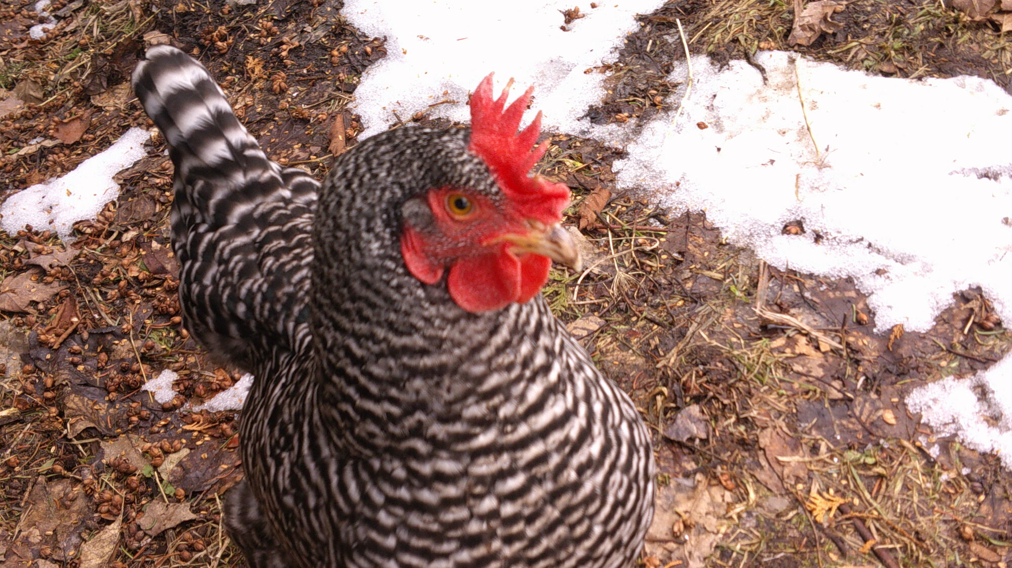 Some Poultry Are Red, Some Are Blue, But Let's Not Forget, They Can Be Barred Too! 55.jpg