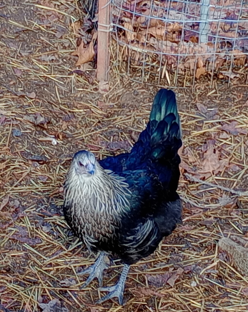 Some Poultry Are Red, Some Are Blue, But Let's Not Forget, They Can Be Barred Too! 57.jpg