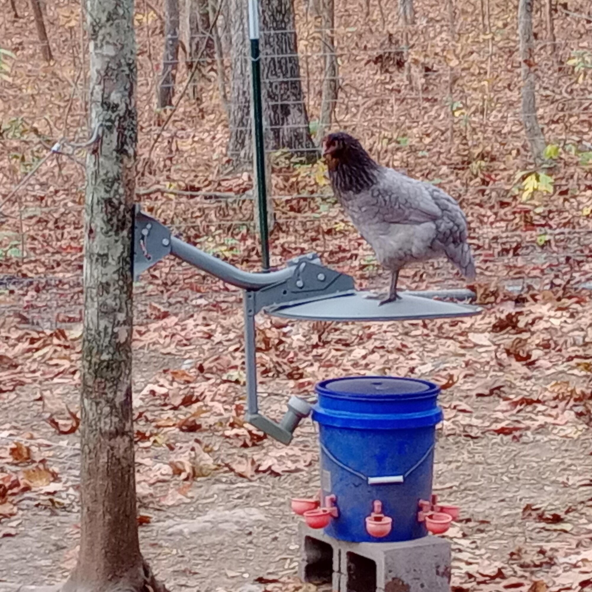 Some Poultry Are Red, Some Are Blue, But Let's Not Forget, They Can Be Barred Too! 58.jpg