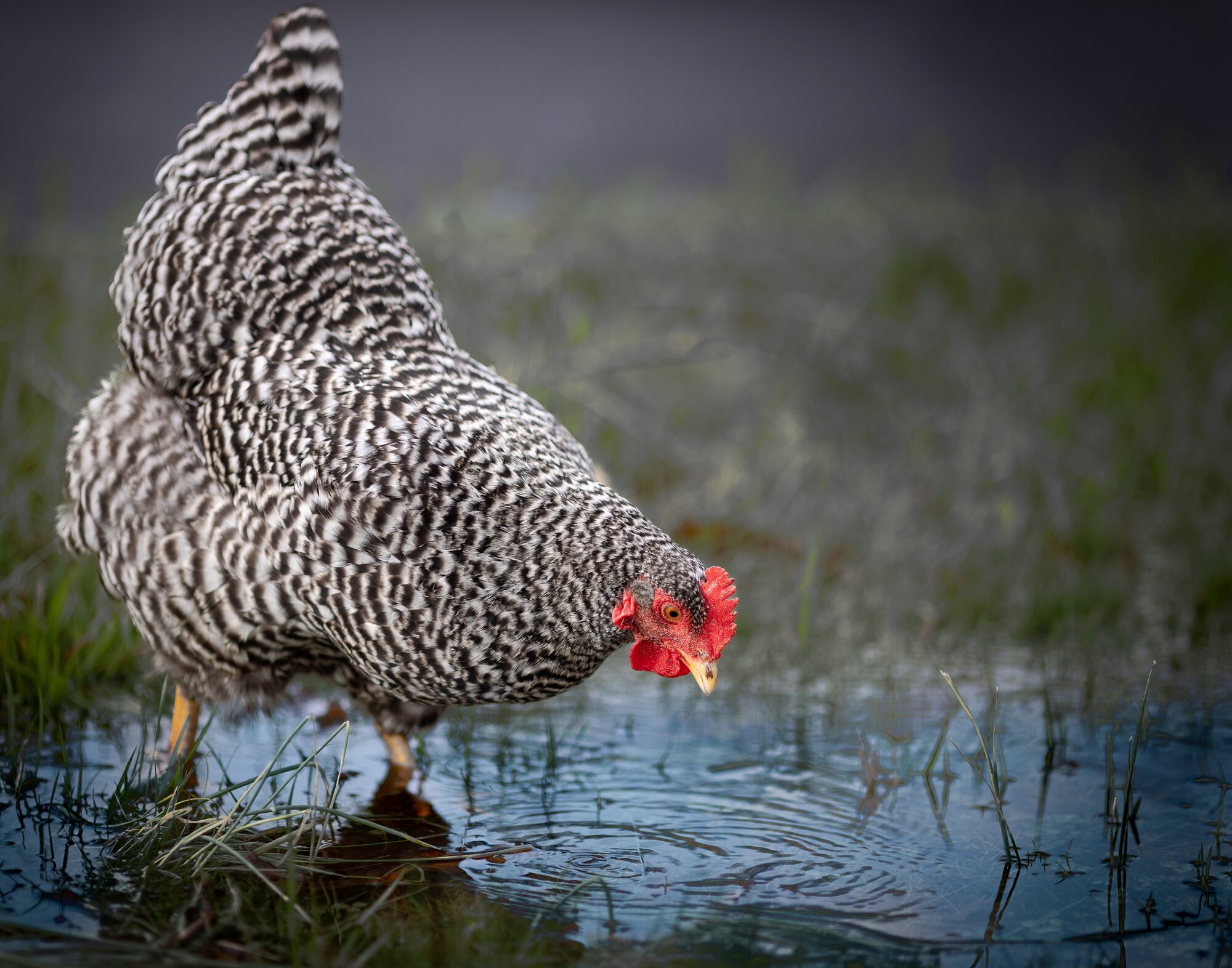 Some Poultry Are Red, Some Are Blue, But Let's Not Forget, They Can Be Barred Too! 6.jpg