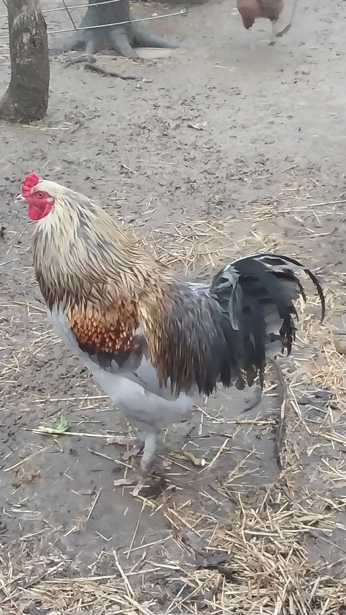 Some Poultry Are Red, Some Are Blue, But Let's Not Forget, They Can Be Barred Too! 60.jpg