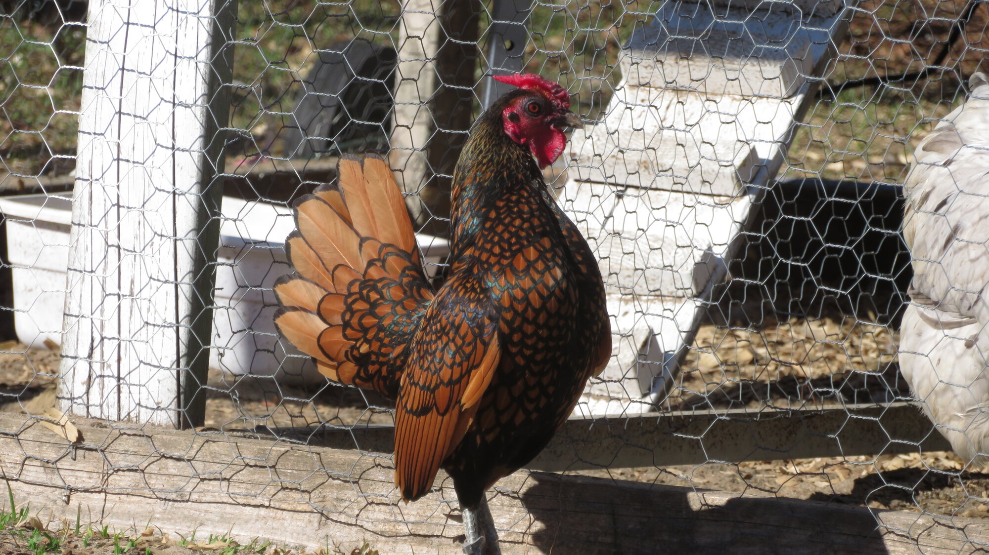 Some Poultry Are Red, Some Are Blue, But Let's Not Forget, They Can Be Barred Too! 61.jpg