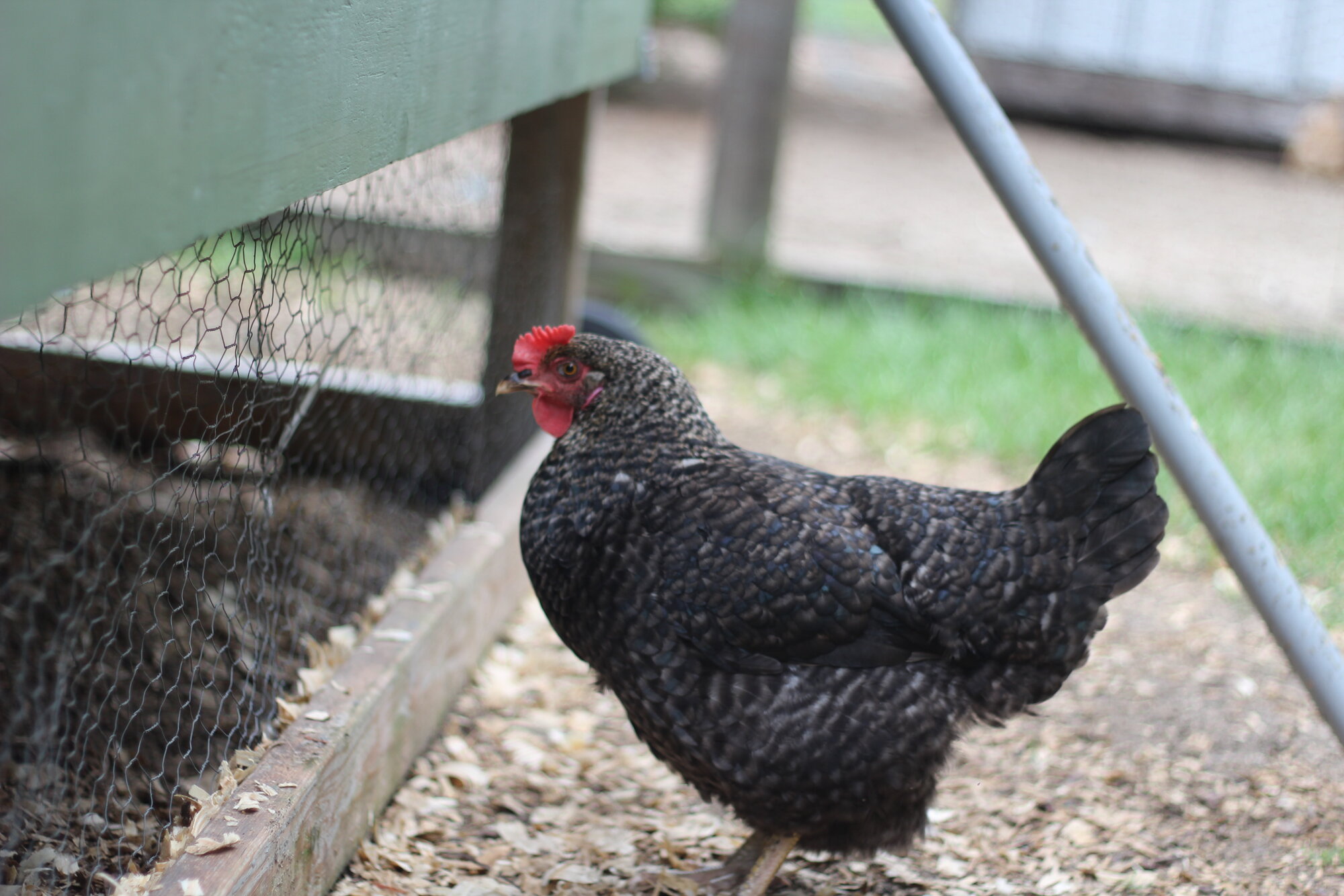 Some Poultry Are Red, Some Are Blue, But Let's Not Forget, They Can Be Barred Too! 62.jpg