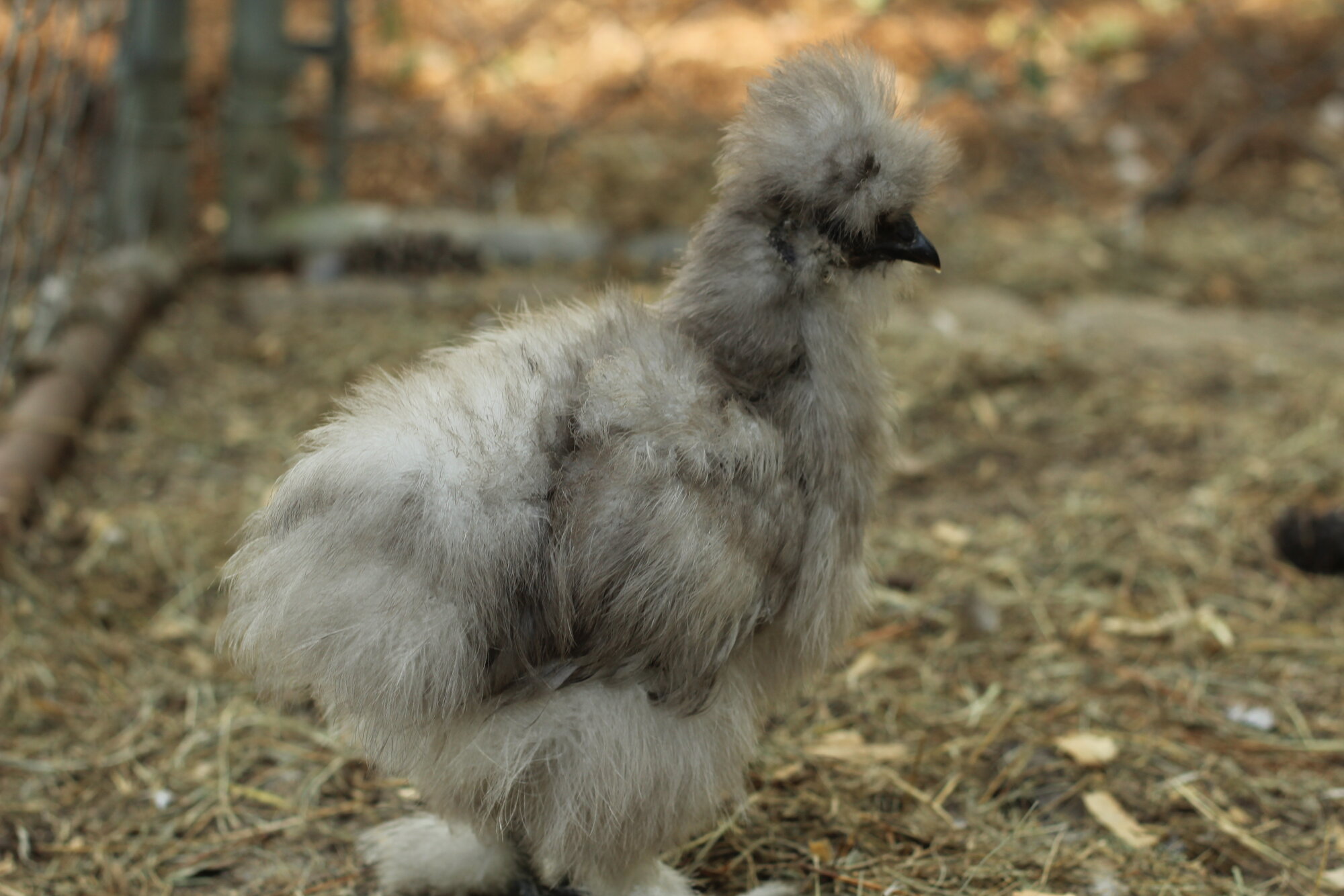Some Poultry Are Red, Some Are Blue, But Let's Not Forget, They Can Be Barred Too! 63.jpg