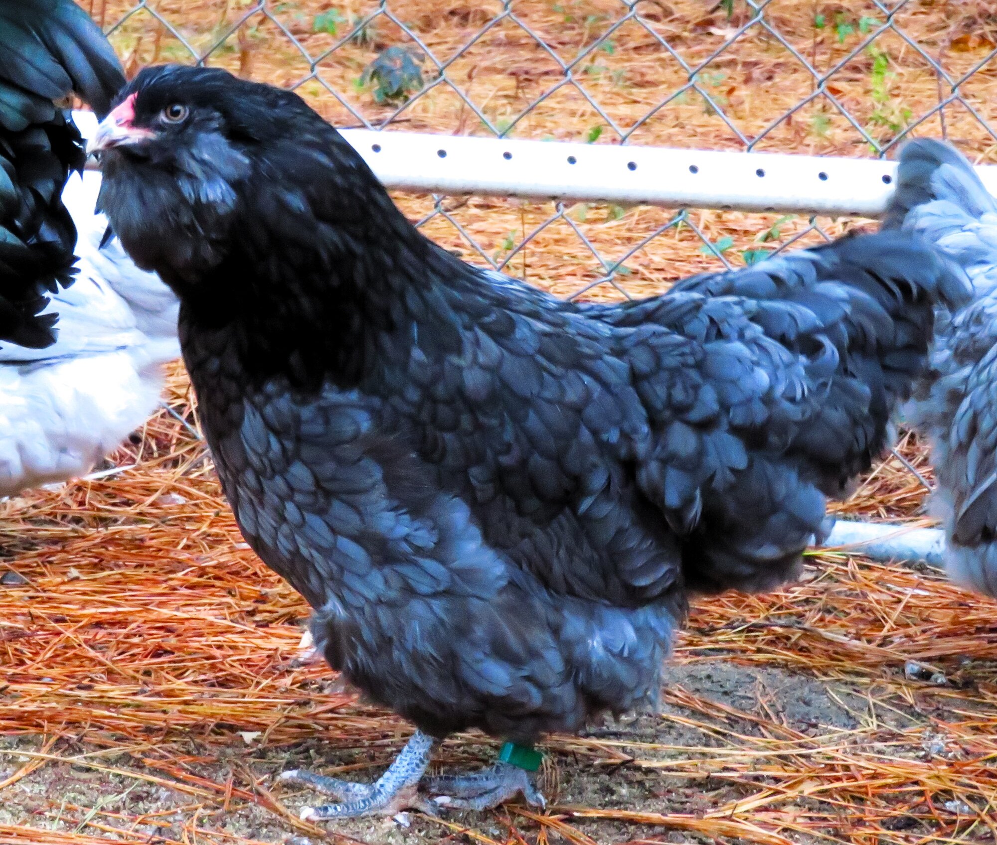 Some Poultry Are Red, Some Are Blue, But Let's Not Forget, They Can Be Barred Too! 64.jpg