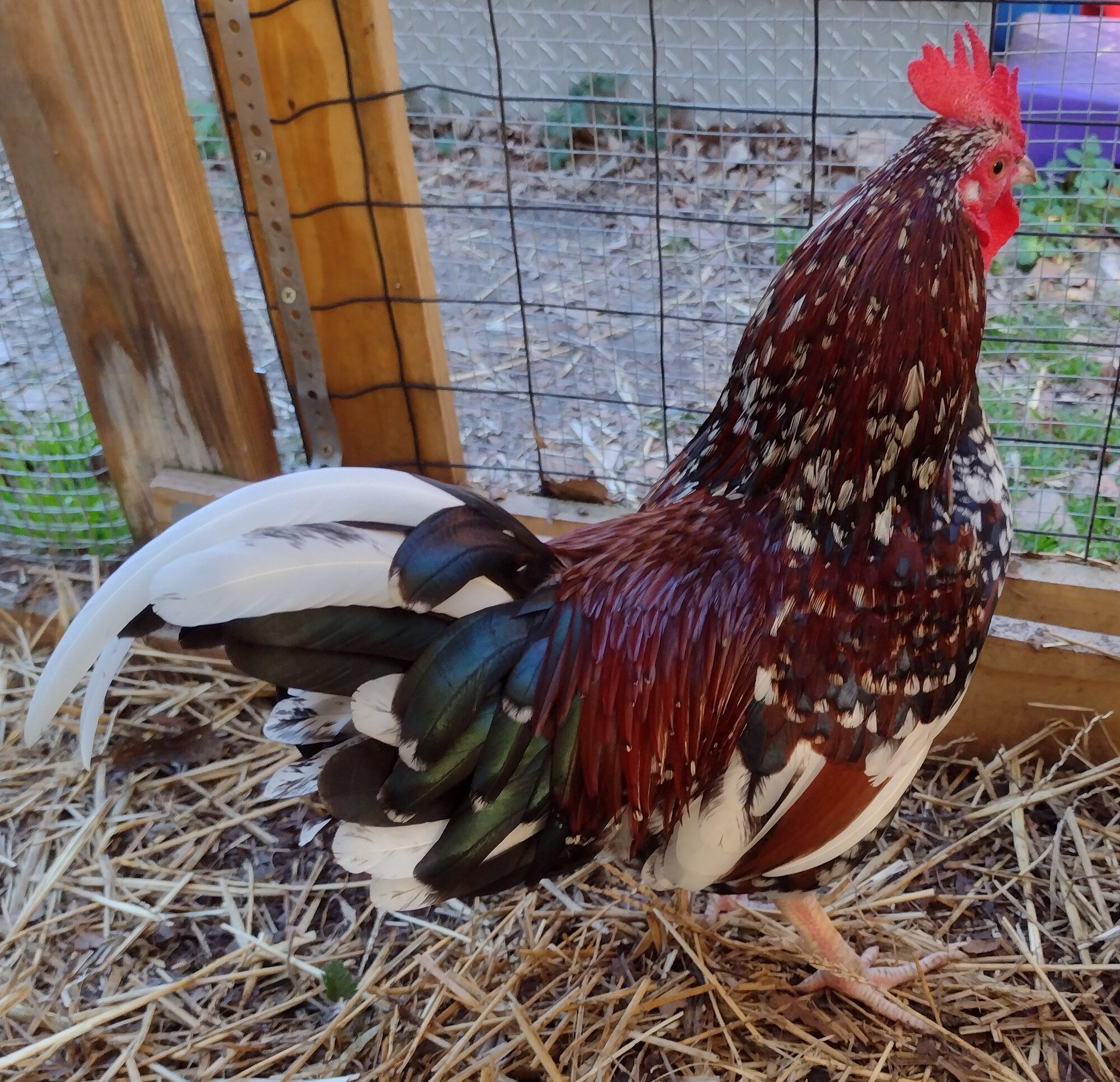 Some Poultry Are Red, Some Are Blue, But Let's Not Forget, They Can Be Barred Too! 65.jpg