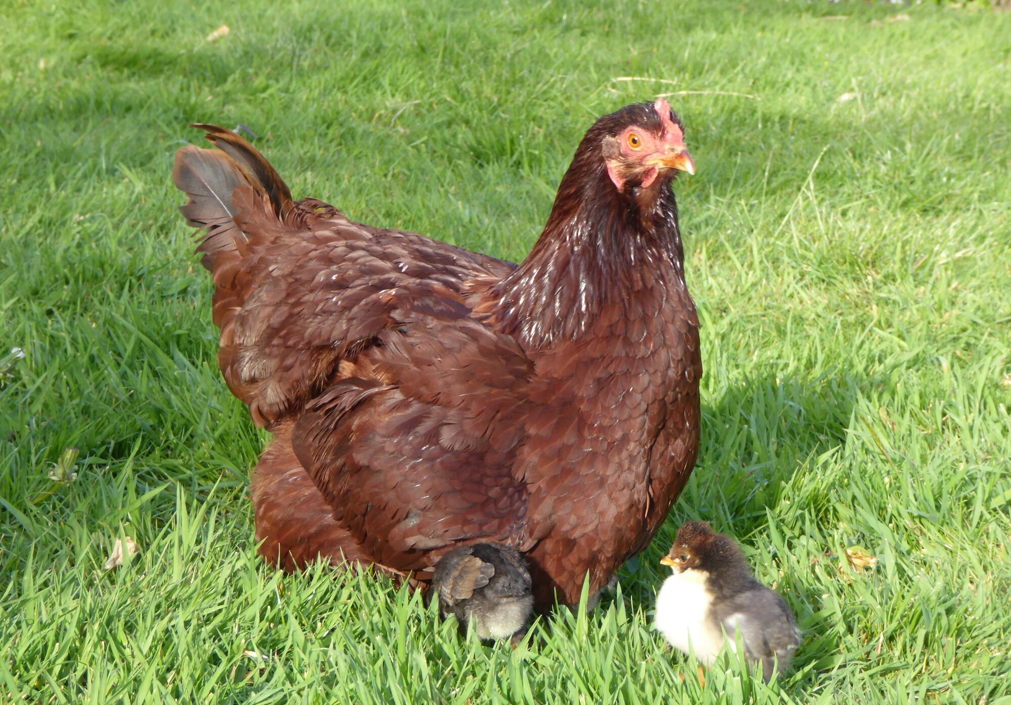 Some Poultry Are Red, Some Are Blue, But Let's Not Forget, They Can Be Barred Too! 66.jpg