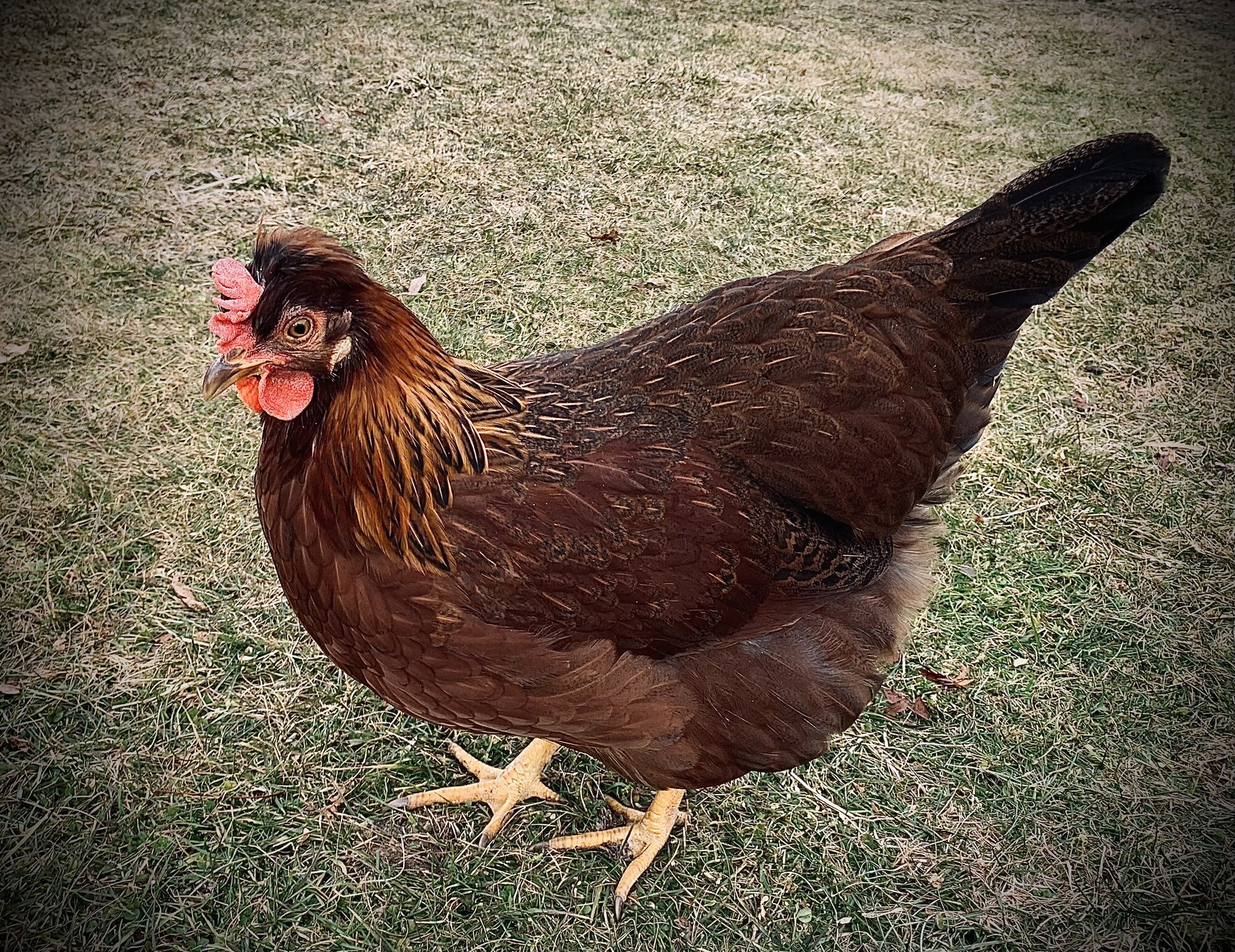 Some Poultry Are Red, Some Are Blue, But Let's Not Forget, They Can Be Barred Too! 67.jpg