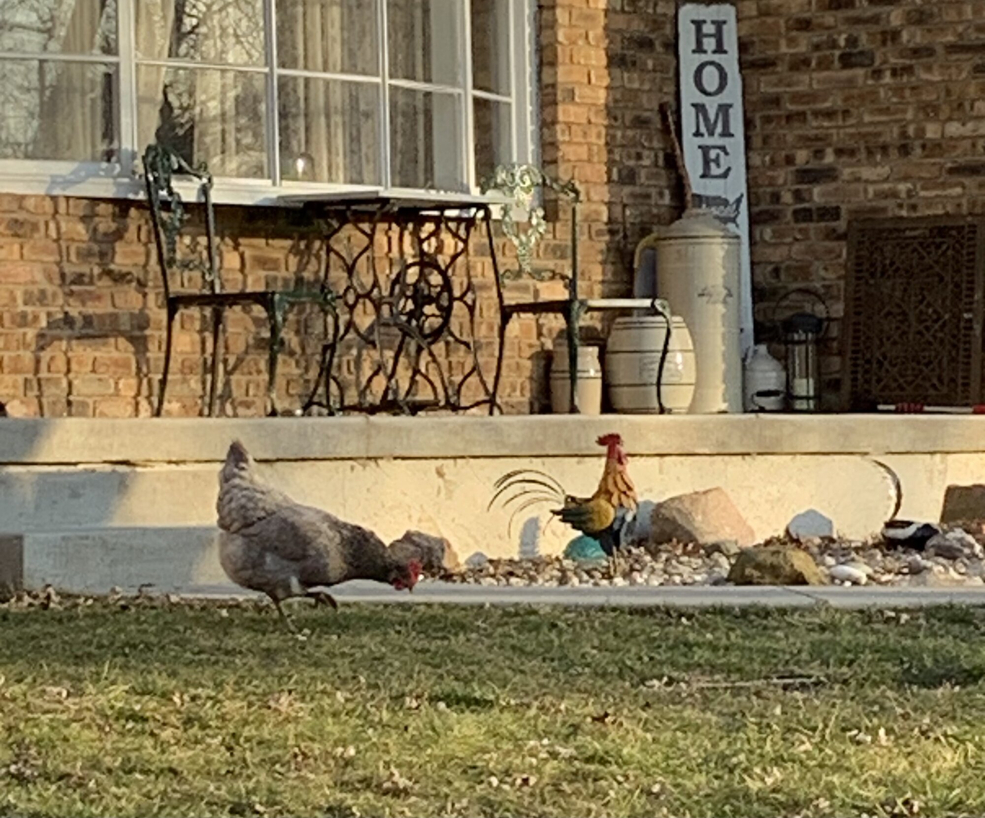 Some Poultry Are Red, Some Are Blue, But Let's Not Forget, They Can Be Barred Too! 68.jpg