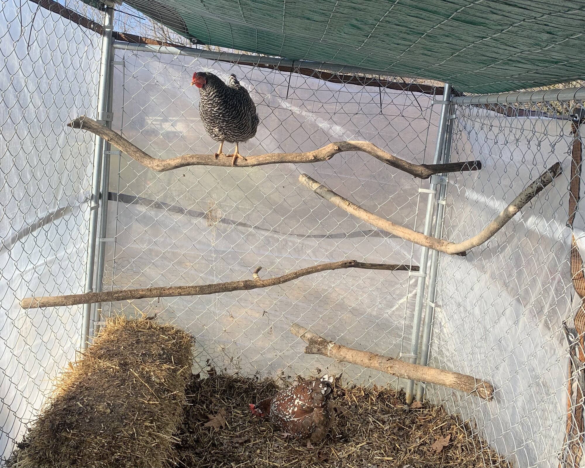 Some Poultry Are Red, Some Are Blue, But Let's Not Forget, They Can Be Barred Too! 69.jpg