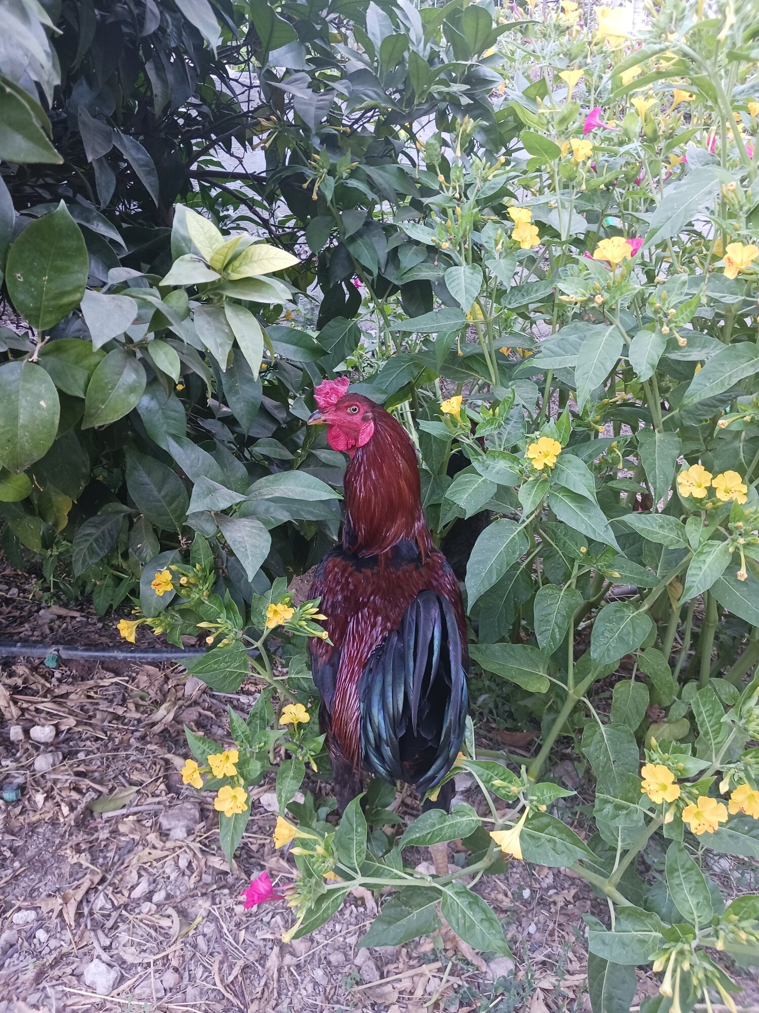 Some Poultry Are Red, Some Are Blue, But Let's Not Forget, They Can Be Barred Too! 7.jpg