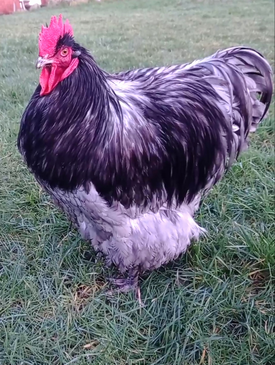 Some Poultry Are Red, Some Are Blue, But Let's Not Forget, They Can Be Barred Too! 70.jpg