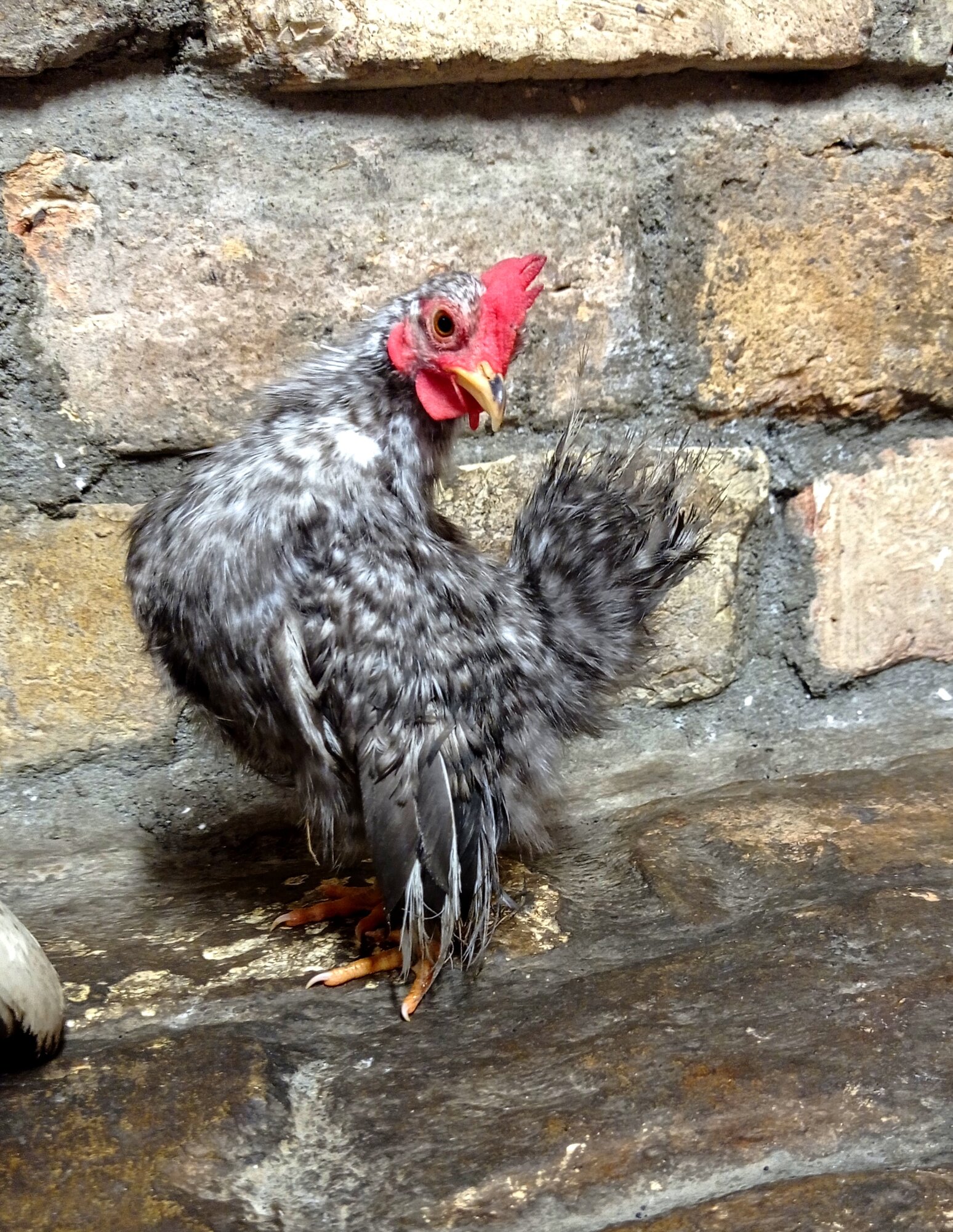 Some Poultry Are Red, Some Are Blue, But Let's Not Forget, They Can Be Barred Too! 71.jpg