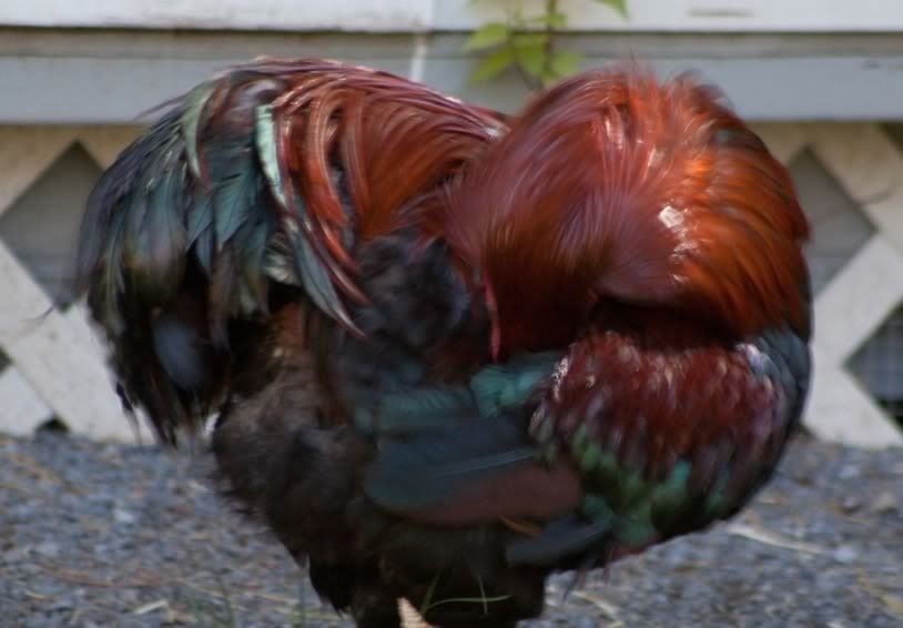 Some Poultry Are Red, Some Are Blue, But Let's Not Forget, They Can Be Barred Too! 72.jpg