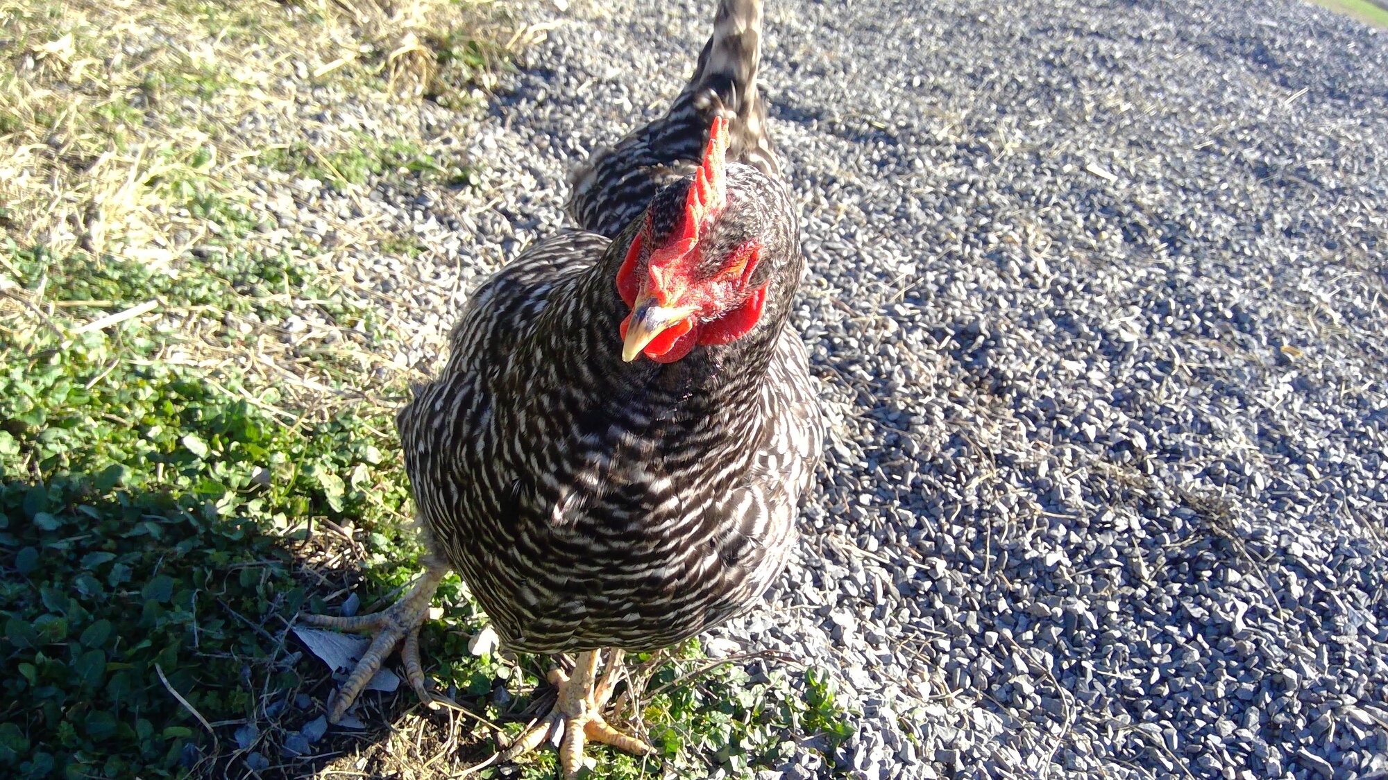 Some Poultry Are Red, Some Are Blue, But Let's Not Forget, They Can Be Barred Too! 74.jpg