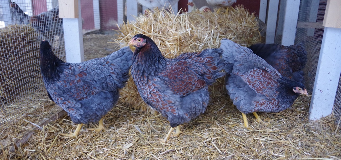 Some Poultry Are Red, Some Are Blue, But Let's Not Forget, They Can Be Barred Too! 75.jpg