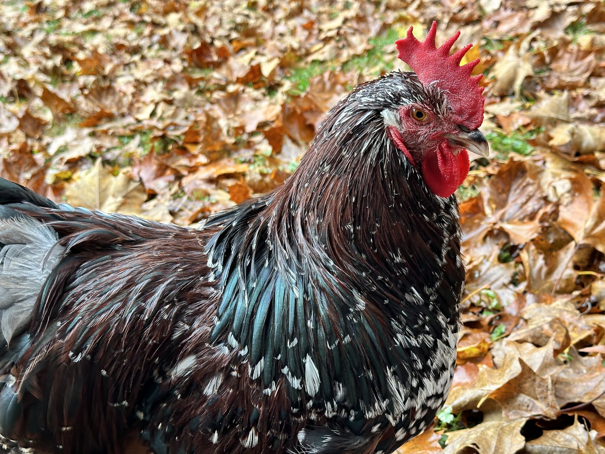 Some Poultry Are Red, Some Are Blue, But Let's Not Forget, They Can Be Barred Too! 76.jpg