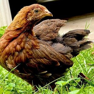 Some Poultry Are Red, Some Are Blue, But Let's Not Forget, They Can Be Barred Too! 77.jpg