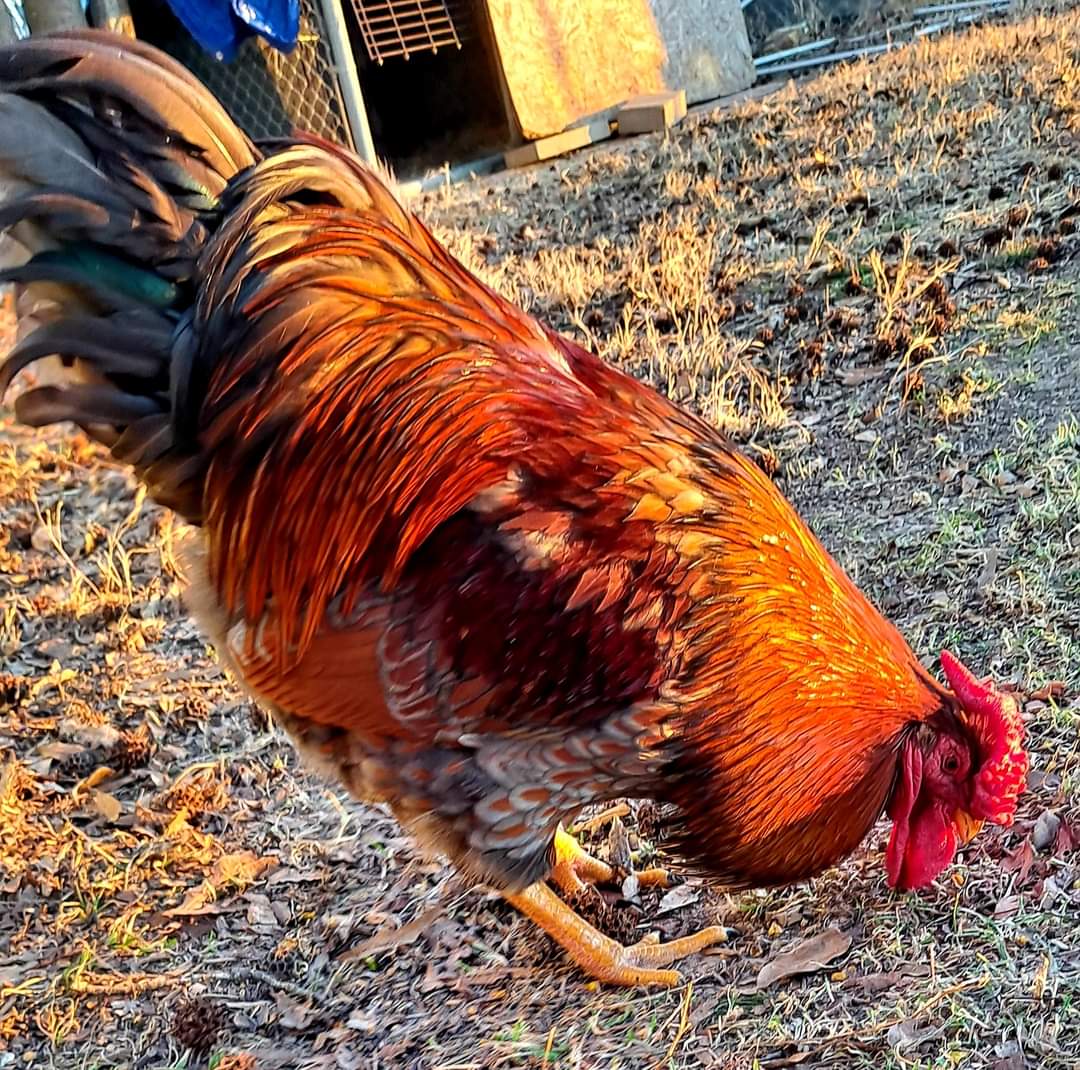 Some Poultry Are Red, Some Are Blue, But Let's Not Forget, They Can Be Barred Too! 78.jpg