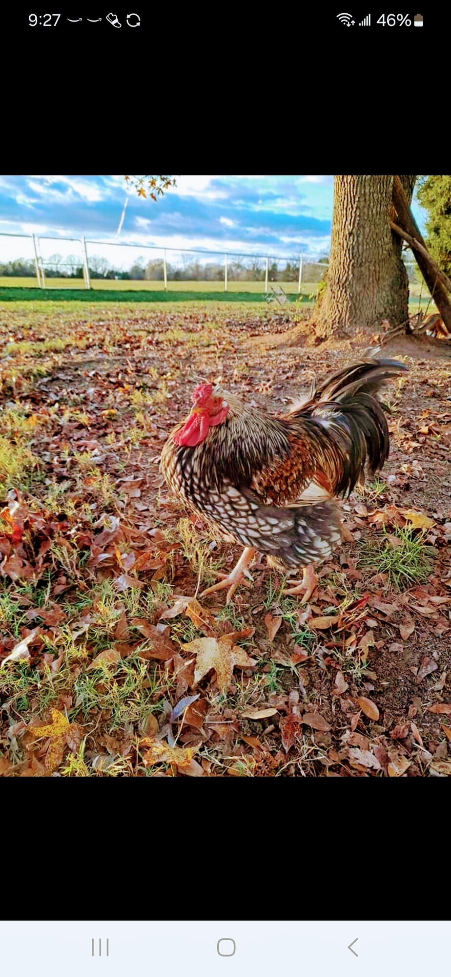 Some Poultry Are Red, Some Are Blue, But Let's Not Forget, They Can Be Barred Too! 79.jpg