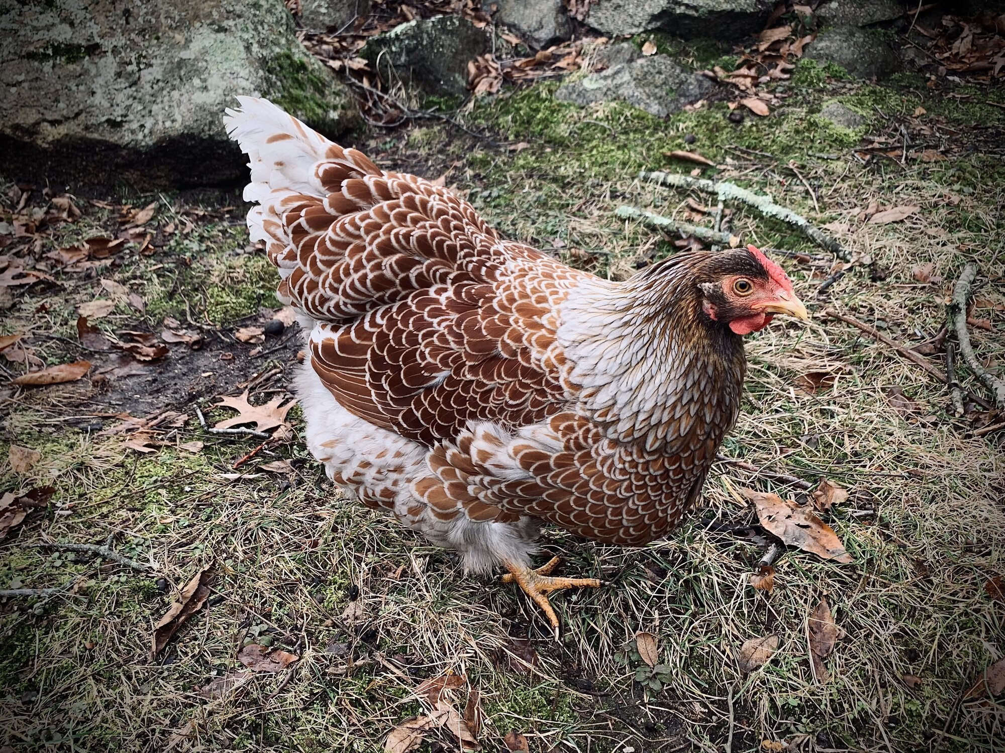 Some Poultry Are Red, Some Are Blue, But Let's Not Forget, They Can Be Barred Too! 8.jpg