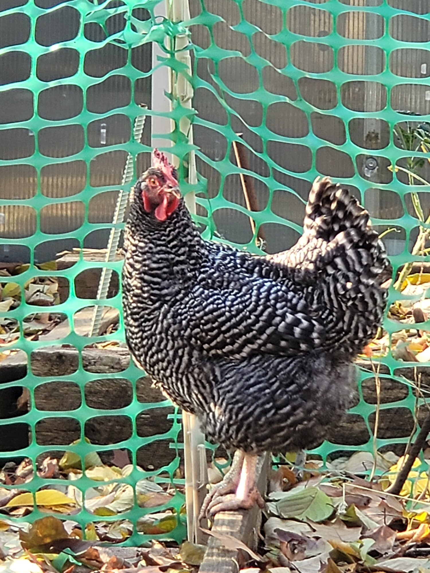 Some Poultry Are Red, Some Are Blue, But Let's Not Forget, They Can Be Barred Too! 80.jpg