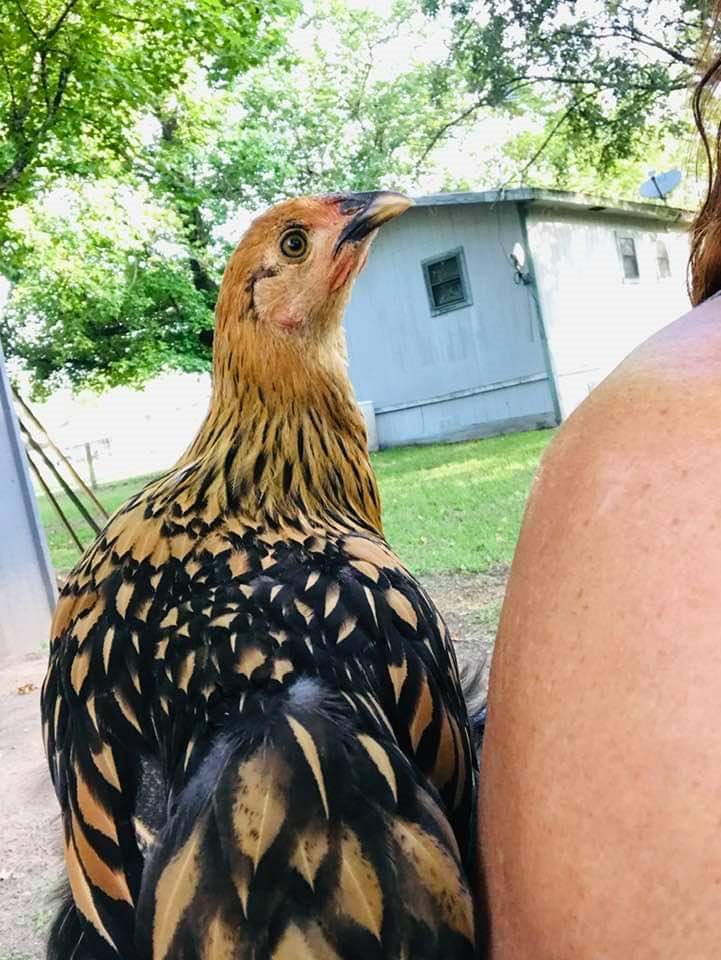 Some Poultry Are Red, Some Are Blue, But Let's Not Forget, They Can Be Barred Too! 81.jpg