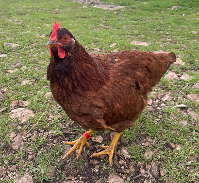 Some Poultry Are Red, Some Are Blue, But Let's Not Forget, They Can Be Barred Too! 82.png