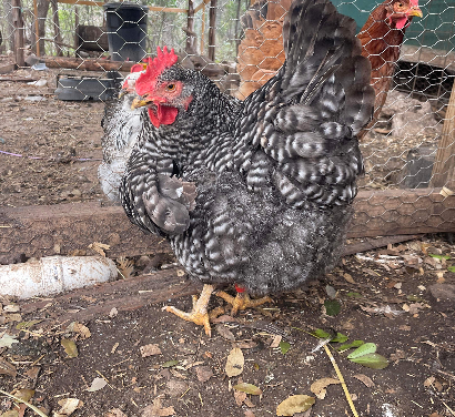 Some Poultry Are Red, Some Are Blue, But Let's Not Forget, They Can Be Barred Too! 83.png