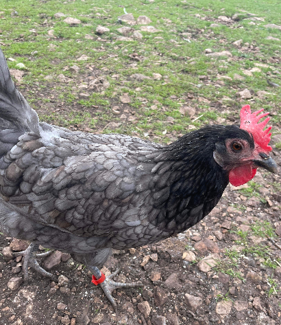 Some Poultry Are Red, Some Are Blue, But Let's Not Forget, They Can Be Barred Too! 84.png