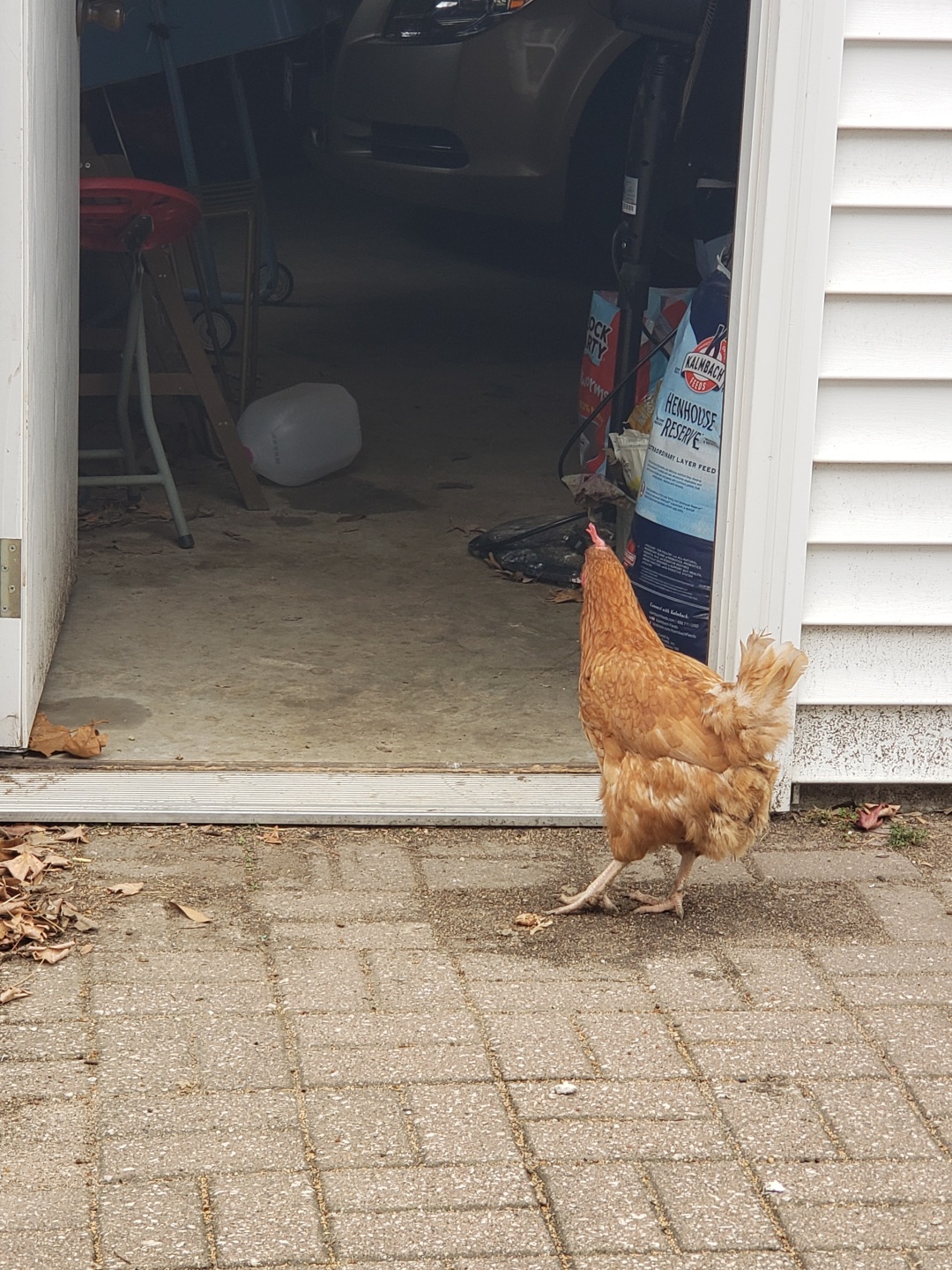 Some Poultry Are Red, Some Are Blue, But Let's Not Forget, They Can Be Barred Too! 87.jpg