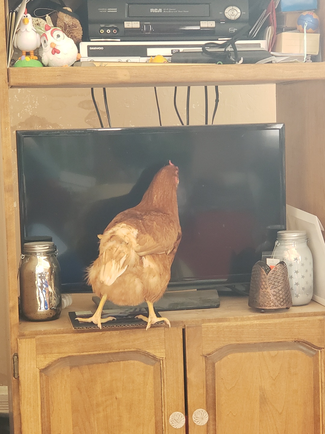 Some Poultry Are Red, Some Are Blue, But Let's Not Forget, They Can Be Barred Too! 88.jpg