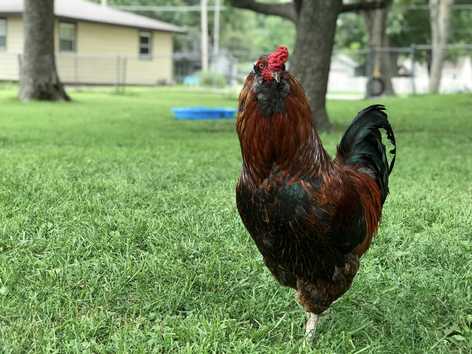 Some Poultry Are Red, Some Are Blue, But Let's Not Forget, They Can Be Barred Too! 89.jpg