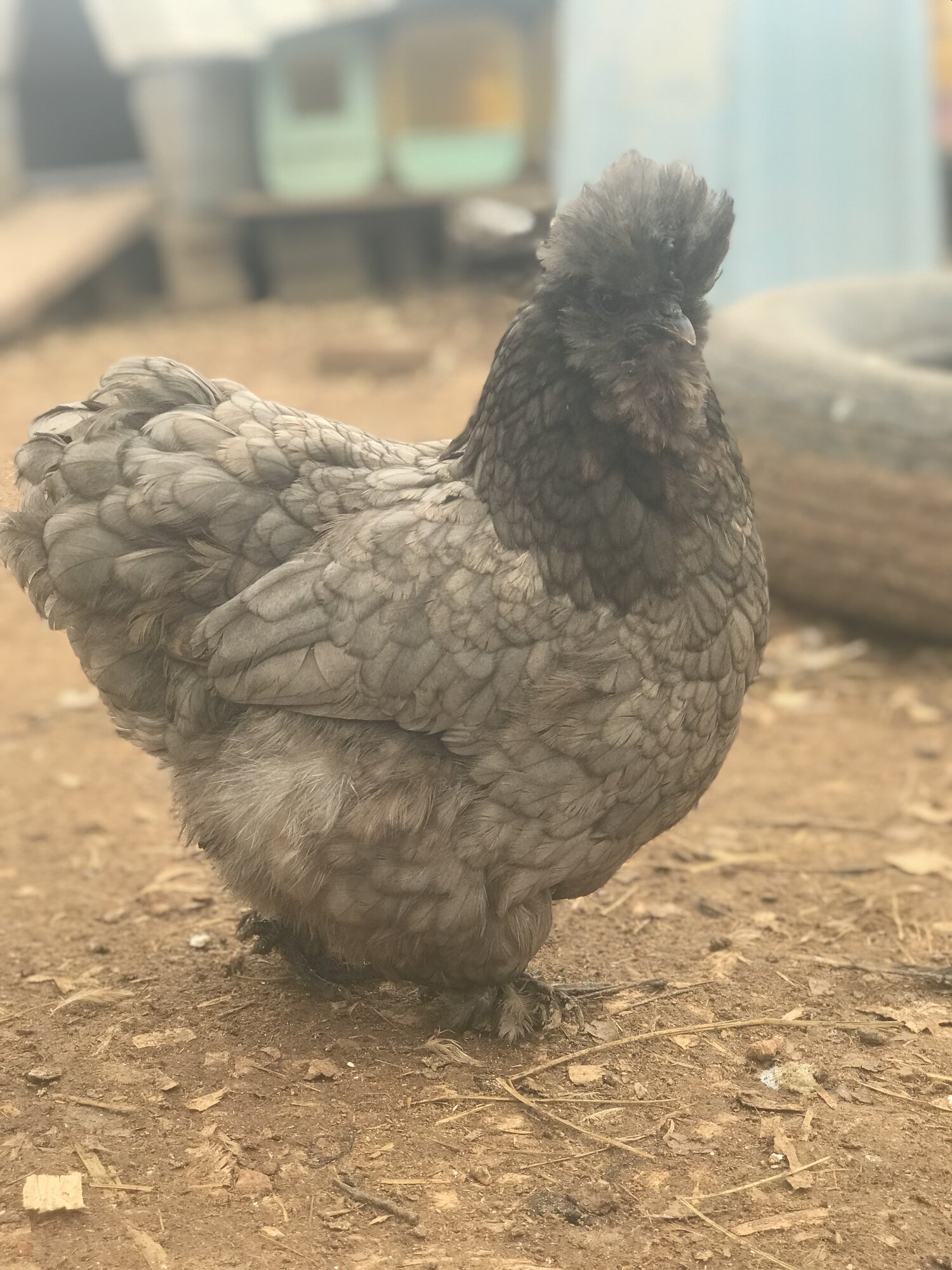 Some Poultry Are Red, Some Are Blue, But Let's Not Forget, They Can Be Barred Too! 9.jpg