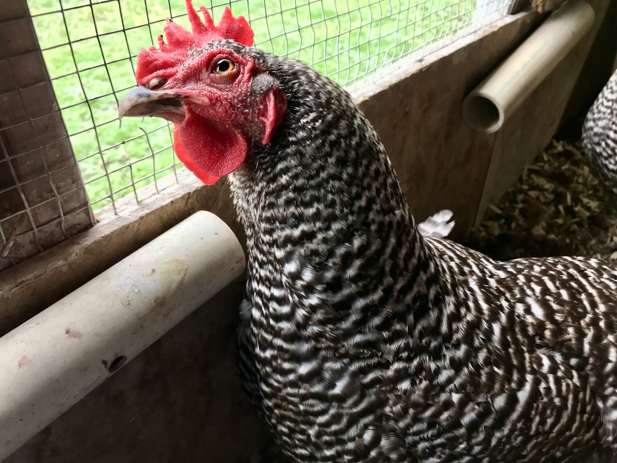 Some Poultry Are Red, Some Are Blue, But Let's Not Forget, They Can Be Barred Too! 90.jpg